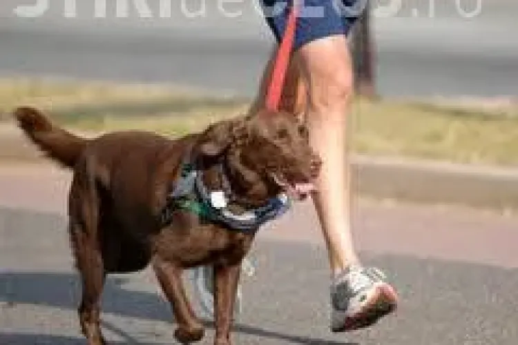 Clujenii care își plimbă câinii sau BEAU în locurile de joacă amendați ASPRU