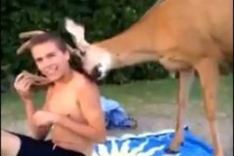 CLIPUL ZILEI: Ipostaza incredibilă în care a fost surprins un cerb VIDEO