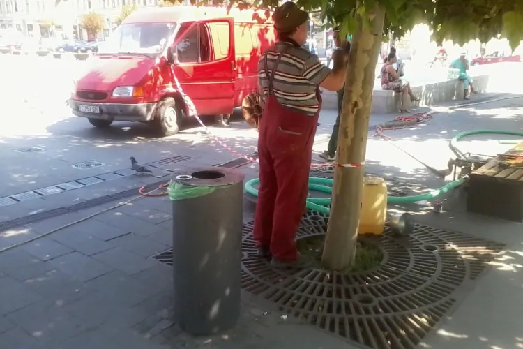Un muncitor și-a scrijelit inițialele pe scoarța unui copac din Piața Unirii - FOTO