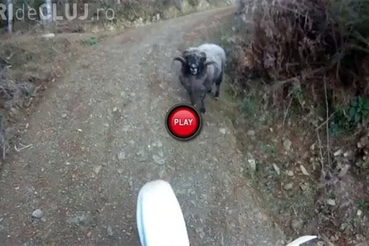CLIPUL ZILEI: Motociclist vs berbec. Cine crezi că e învingătorul? VIDEO