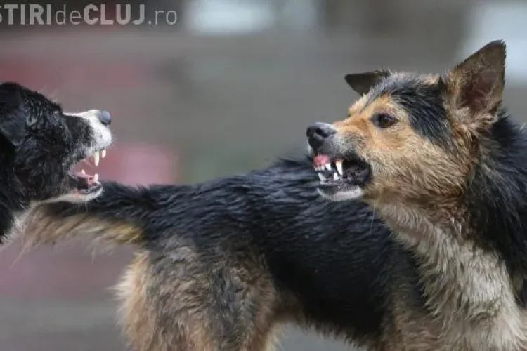 Câinii vagabonzi terorizează clujenii de pe strada Hameiului