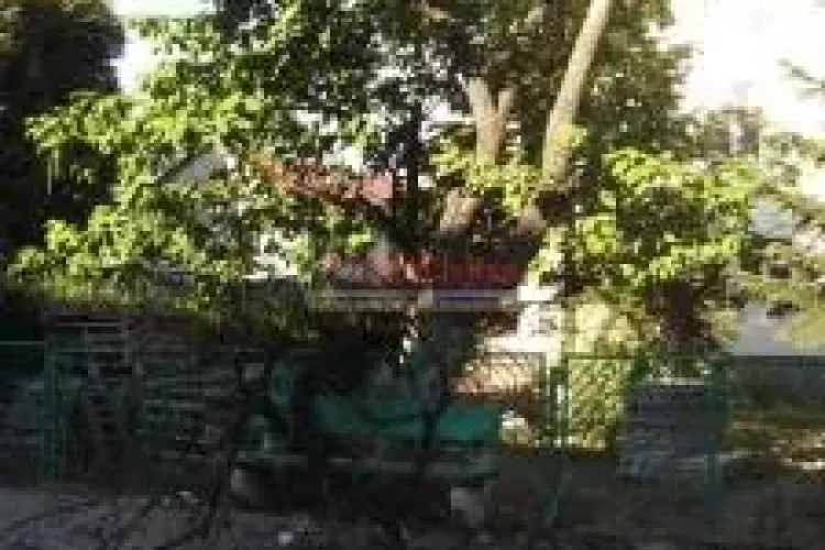 O femeie din Mănăștur a ajuns la spital după ce a căzut pe ea creanga unui copac