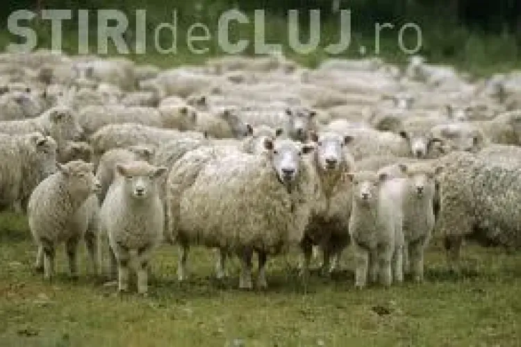 Oierul clujean cu stână în cartier rezidențial a fost amendat de Poliție