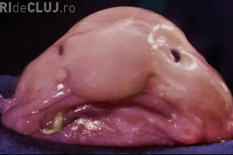 Cum arată cele mai urâte animale din lume