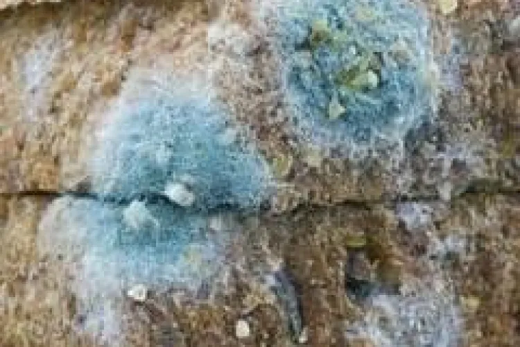 Brutăria Cuptorul Fermecat Cluj, amendată cu până la 50.000 de lei pentru produse MUCEGĂITE