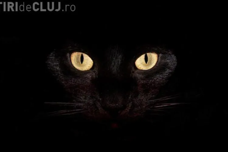 O pisică neagră a creat PANICĂ între romi la priveghiul regelui Cioabă