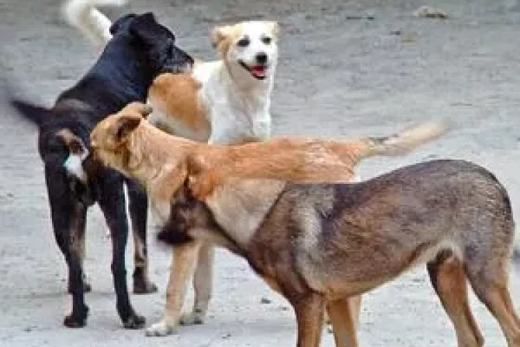 Deputații au VOTAT pentru eutanasierea câinilor fără stăpân