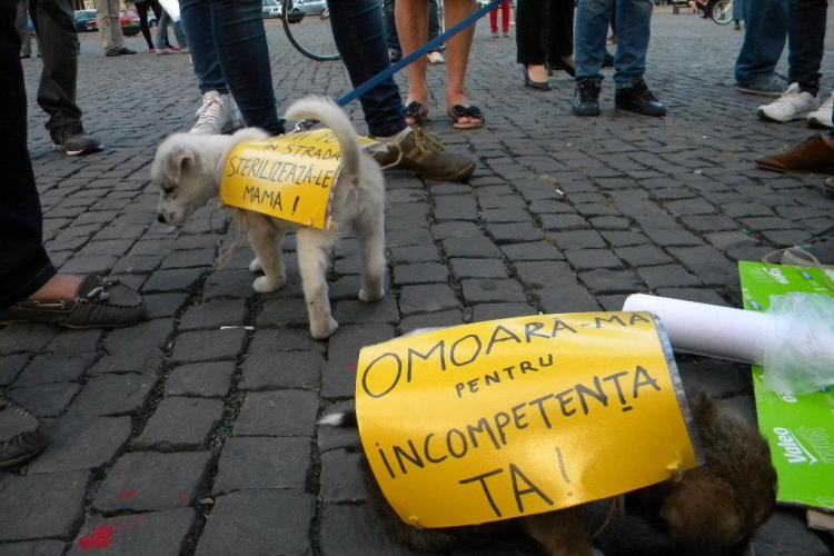 Iubitorii de animale au protestat în centrul Clujului. Și-au adus și câinii cu mesaje EMOȚIONALE - FOTO și VIDEO
