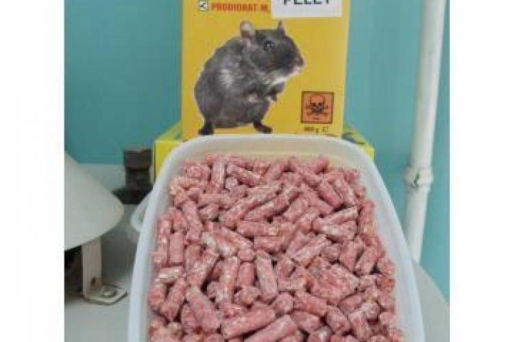 Maidanezii EXTERMINAȚI în Florești cu otravă de șobolani și antigel