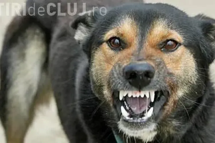 Câinii vagabonzi îi terorizează pe clujenii din zona Între Lacuri. Citește pățania unui bărbat