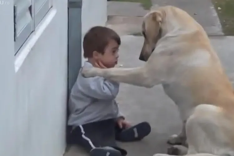 Filmul care emoționează lumea întreagă. Reacția unui câine care se joacă cu un băiețel cu Sindrom Down - VIDEO