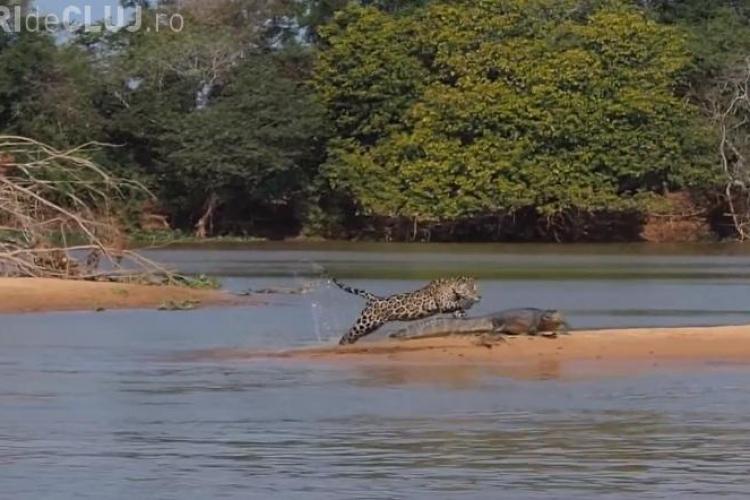 Moment UNIC în natură: Cum vânează un jaguar un crocodil - VIDEO