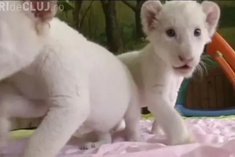 Vedetele unei grădini zoologice sunt doi pui de leu alb - VIDEO