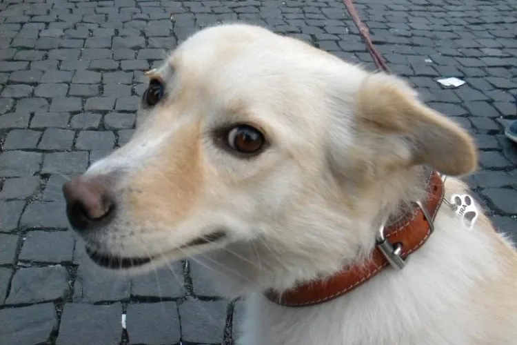 Numărul adopțiilor canine în Cluj-Napoca a crescut de 4 ori. Cât investește Primăria în extinderea adăpostului?