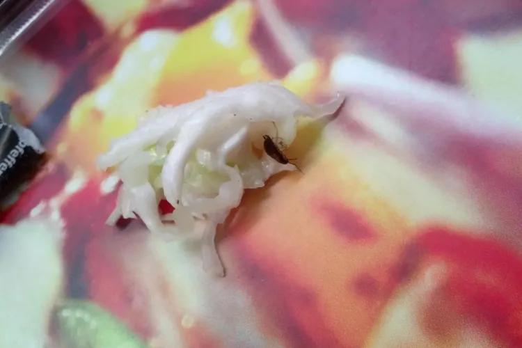 Insecte în mâncare la Seven Wonders, în Polus Cluj! Cum au reacționat angajatele? - FOTO