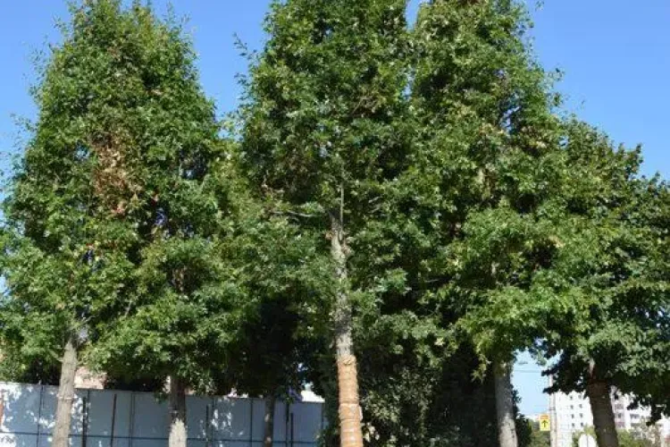 Gazon ca pe marile stadioane în noul parc de la Iulius Mall Cluj