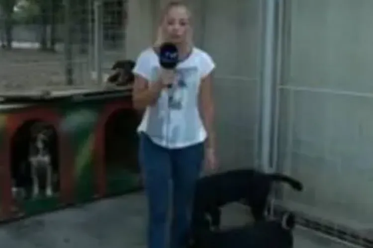 CLIPUL ZILEI: Ce îi face un maidanez unei reporterițe în timpul unei filmari VIDEO