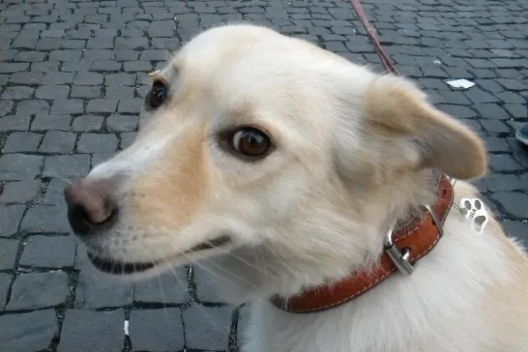 Regulament pentru creșterea câinilor în Cluj-Napoca! S-ar putea ajunge și la un IMPOZIT pe fiecare animal