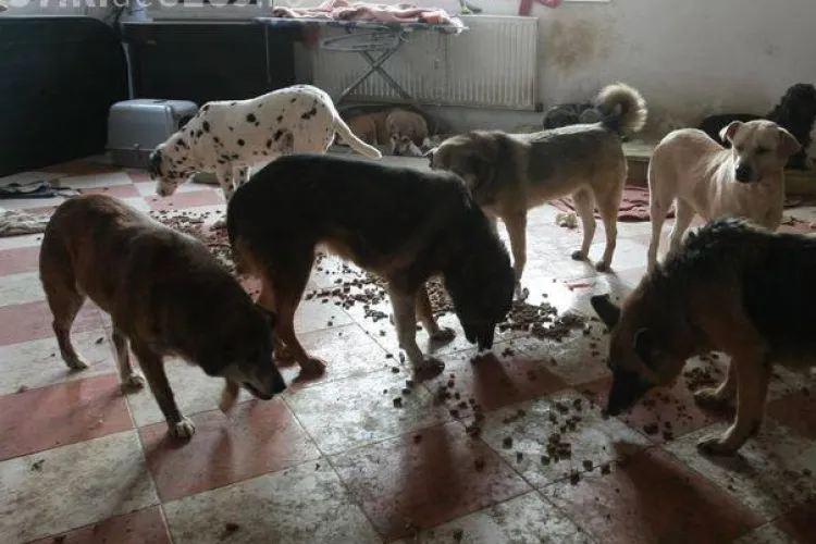 O clujeancă crește 8 câini într-un apartament și îi terorizează pe vecini. NIMENI nu poate lua măsuri