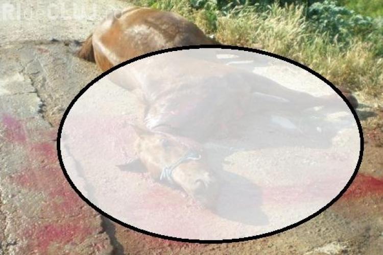 Un medic veterinar din Turda, acuzat că a LICHIDAT un cal cu pușca pe câmp