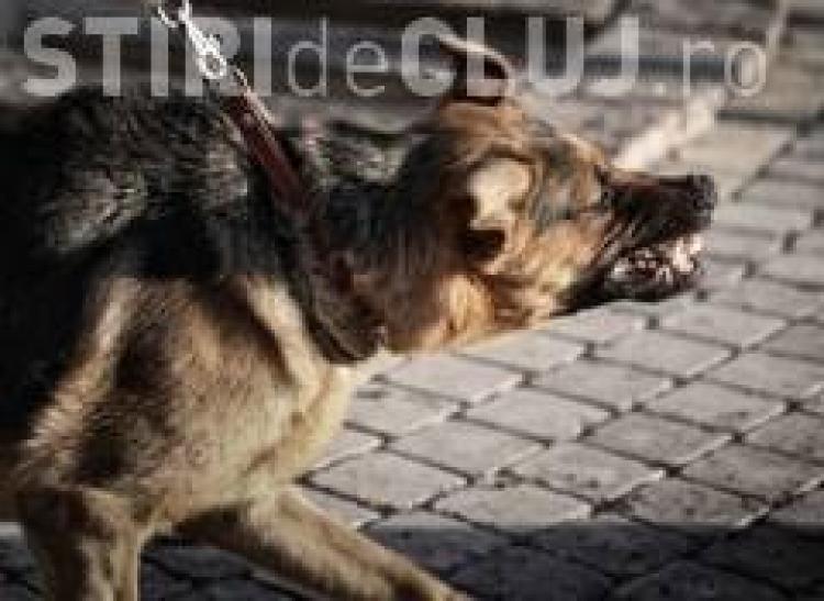 Empower Predictor stand out Câinii fără stăpân îi terorizează pe clujenii de pe strada Clăbucet - Ştiri  de Cluj