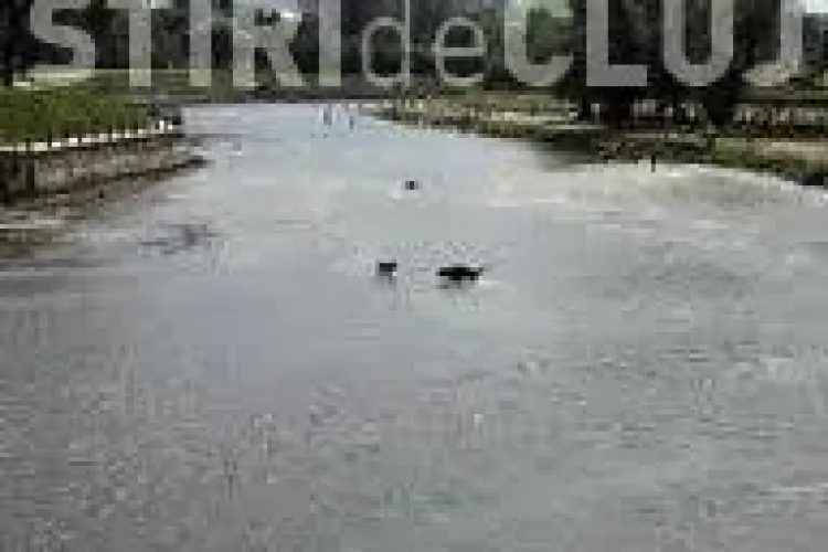 Someșul navigabil în oraș până în 2020? Vezi ce spune Primăria