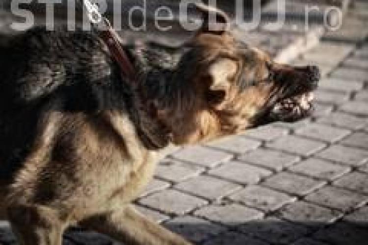 Câinii fără stăpân îi terorizează pe clujenii de pe strada Clăbucet