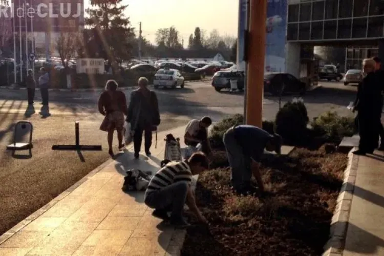 Se plantează panseluțe la Aeroport, pentru sosirea lui Ponta şi Antonescu