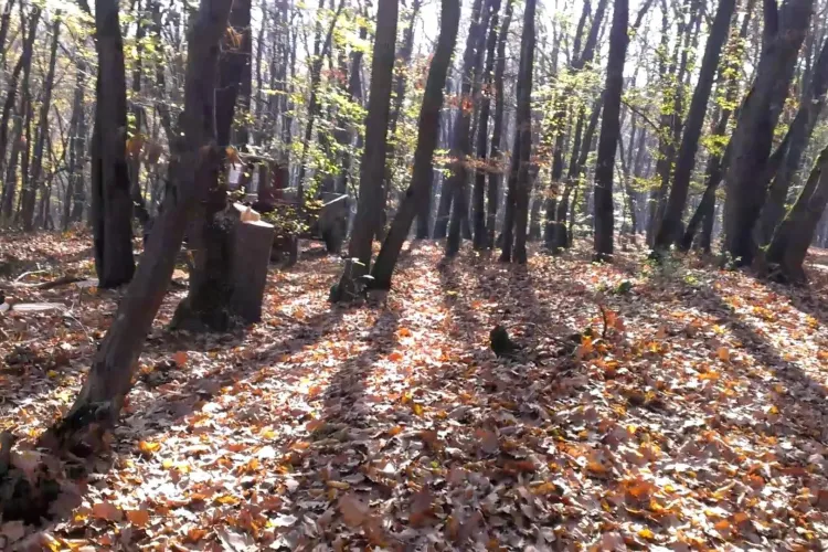  Pădurea Făget dispare încet sub drujbe. Imagini surprinse de un clujean cu cei care taie pădurea - FOTO