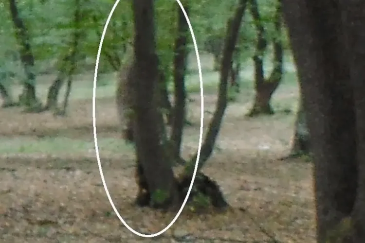Siluete SUSPECTE fotografiate în Pădurea Hoia, de lângă Cluj - VIDEO și FOTO