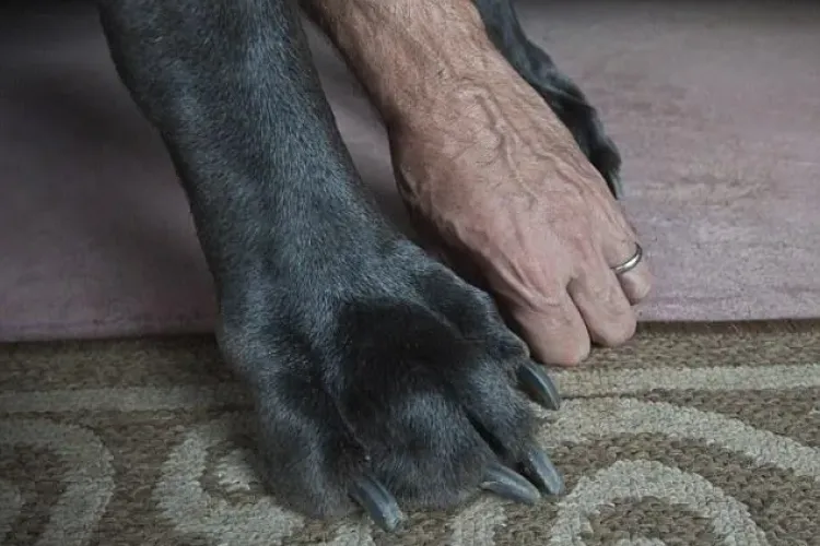 Cel mai înalt câine din lume a murit. Era mai înalt decât un baschetbalist FOTO