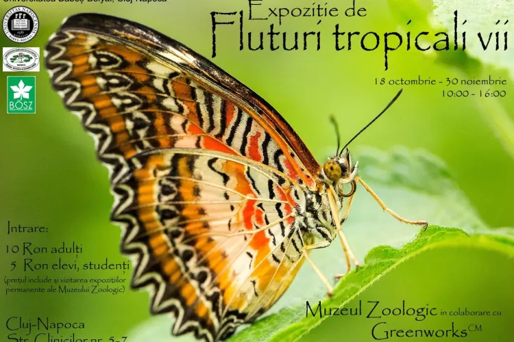 Expoziţie de fluturi vii în premieră la Universitatea Babes -Bolyai Cluj