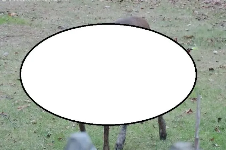 O căprioară a REZISTAT NOUĂ ZILE cu o săgeată în cap - FOTO ȘOCANTE