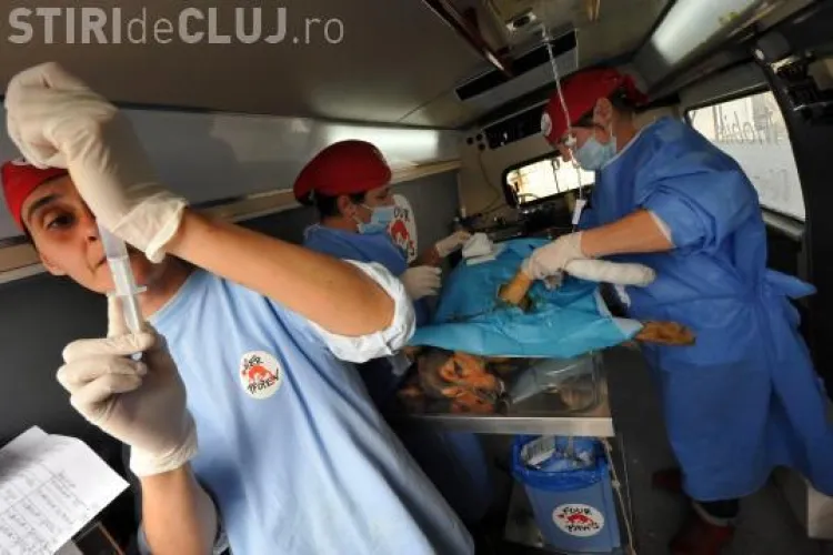 VIER PFOTEN sterilizează animalele fără stăpân, la Dej