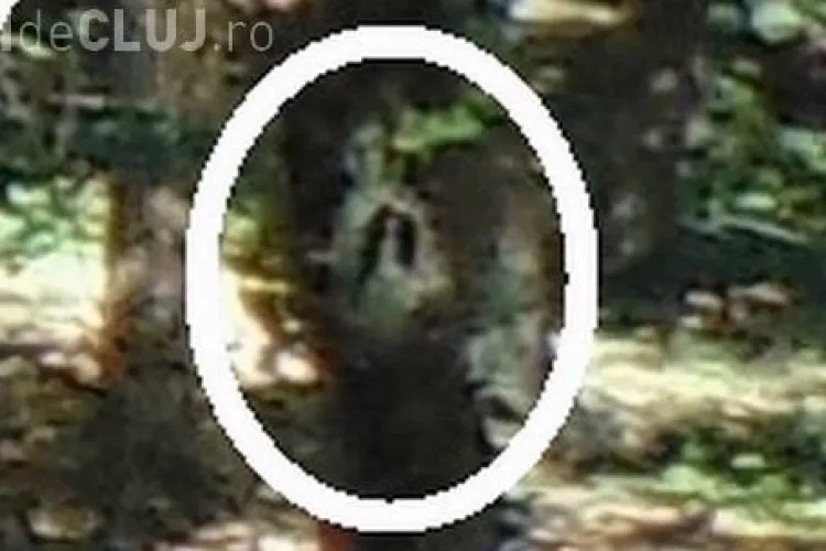 Pădurea Hoia - Baciu, în topul celor mai înspăimântătoare locuri din Europa