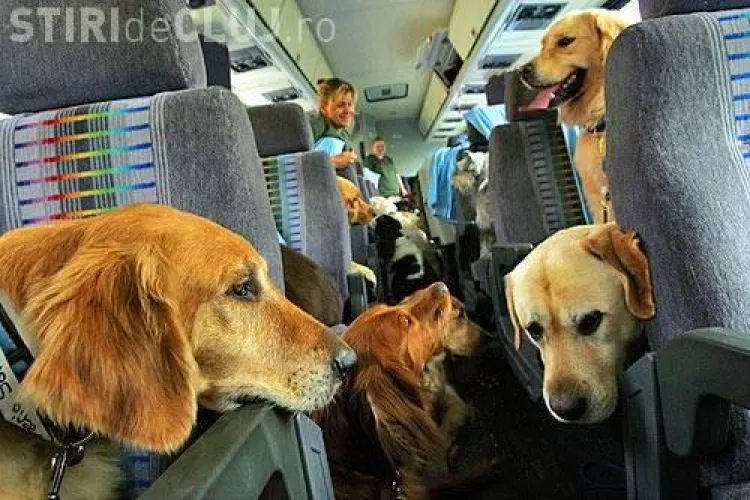 Câine transportat de la Dej la Timişoara cu maşina primarului: "Trebuia sa ajunga la aeroport pentru o adopţie"