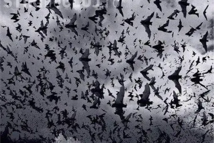 Pompierii au fost chemați să o salveze pe o femeie din Gherla de...lilieci