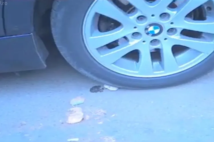 Mujdei preparat la Cluj din usturoi strivit cu BMW -ul - VIDEO