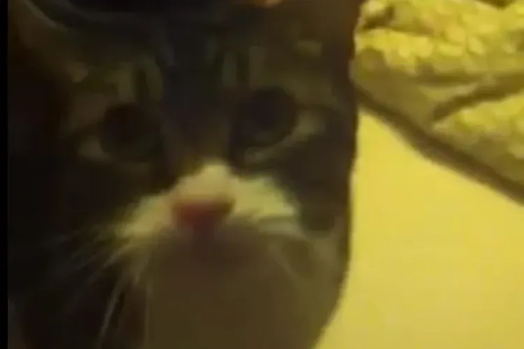 Motanul George VORBEŞTE - VIDEO