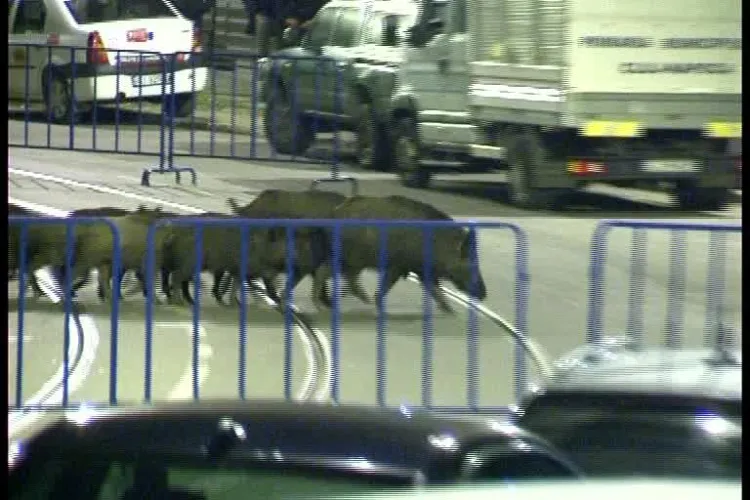 Cum au ajuns mistreții în centrul Mănășturului, între blocurile de la Calvaria - VIDEO