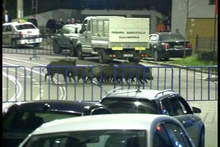 Porci mistreți, în Mănăștur la Biserica de la Calvaria - VIDEO cu mistreții traversând strada