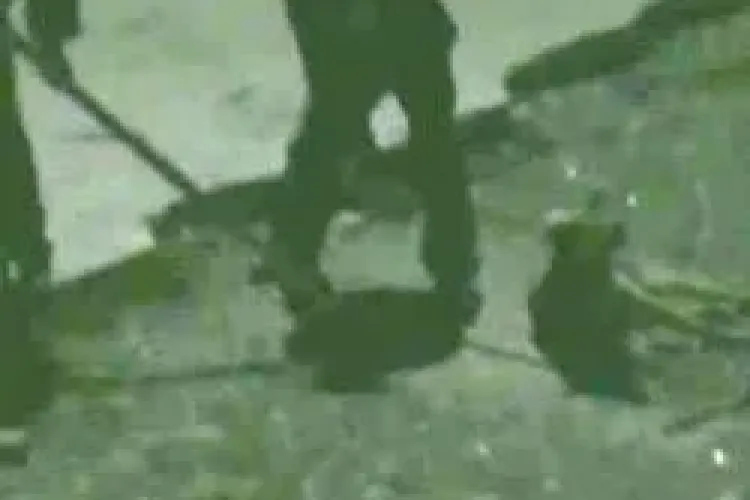 Unui clujean i-a fost omorât câinele din curte cu bâta de baseball