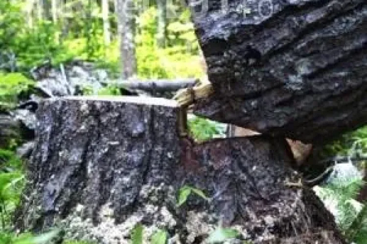 Moarte tragică pentru un tânăr clujean. A fost ucis de copacul pe care îl tăia