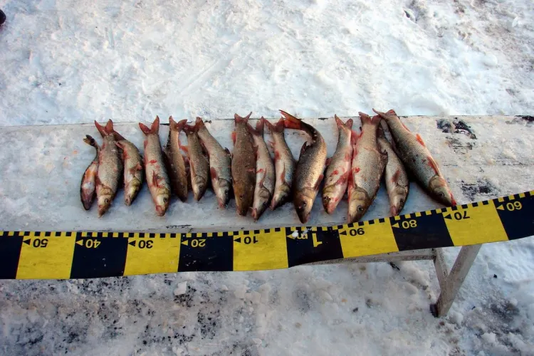 Braconaj la Dej, pe râul Someș - FOTO