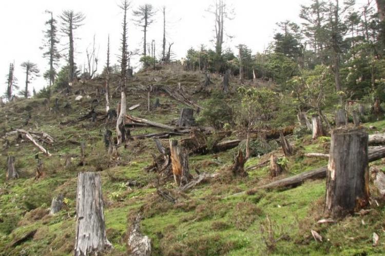 Pădurar cercetat de polițiștii din Beliș pentru dispariția a 300 de brazi din pădure