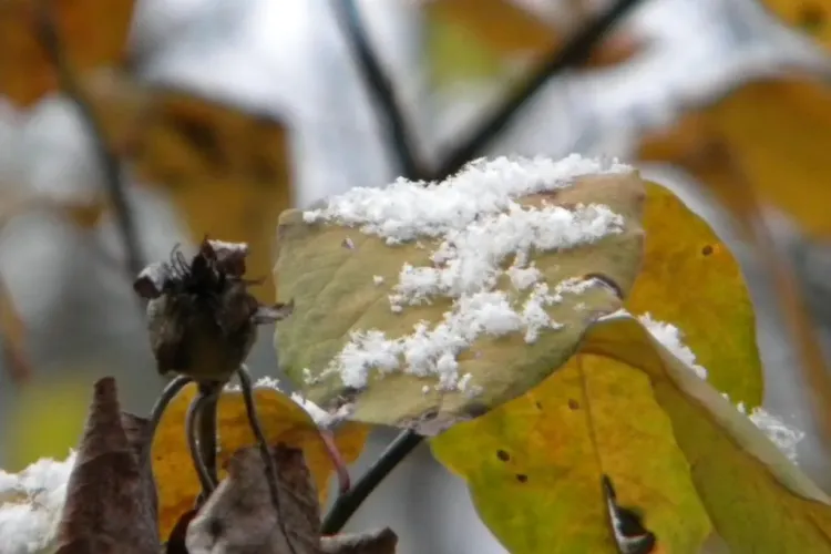 Prima NINSOARE din Cluj-Napoca! A venit IARNA - FOTO