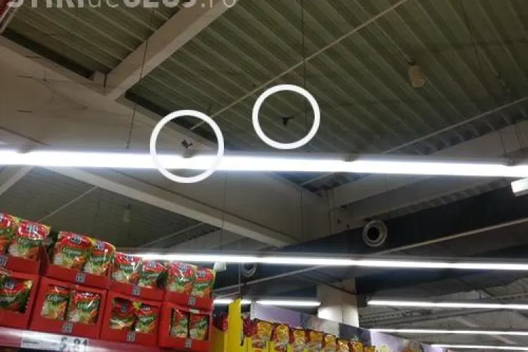 Caz incredibil la un magazin Kaufland. Păsări maltratate - FOTO