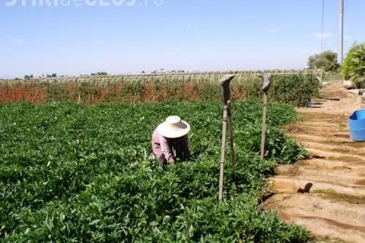 61 de milioane de euro pentru tinerii fermieri din Romania