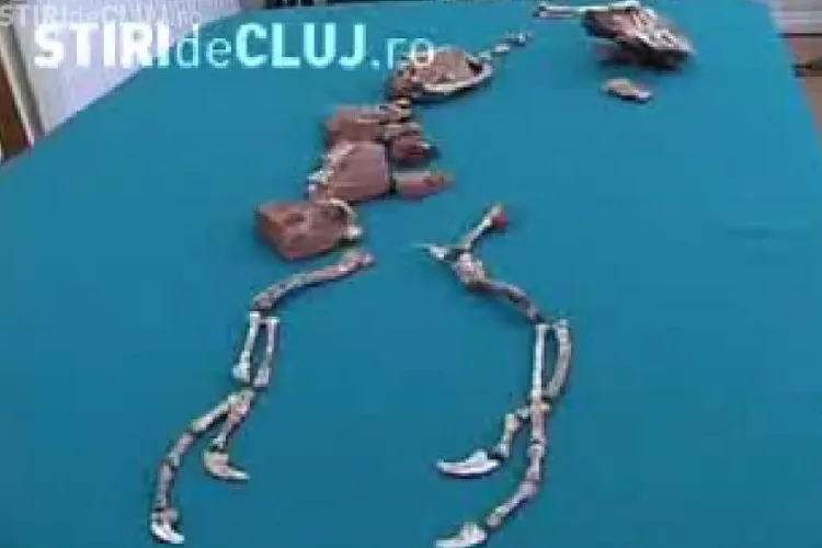 Balaurul Bondoc va fi expus la Cluj, la Societatea Muzeului Ardelean - VIDEO