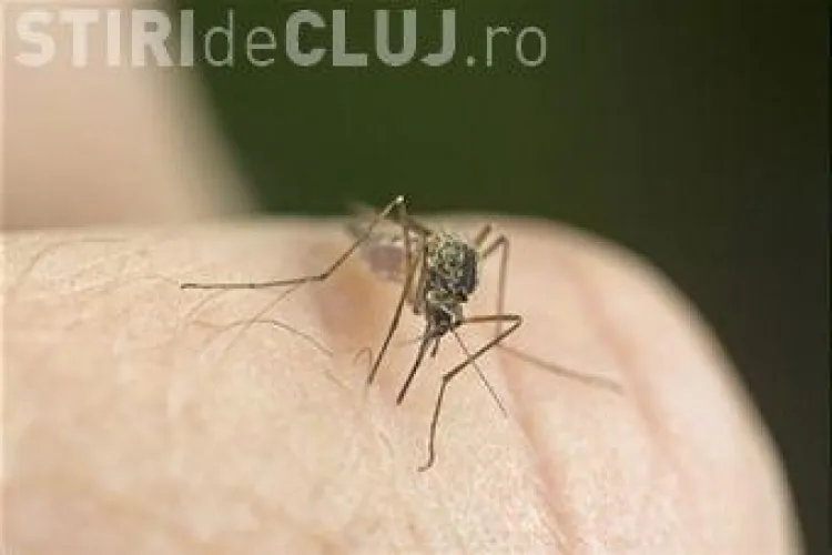 Suspectul de West Nile, internat la Clinica de Infectioase Cluj, este din Sibiu